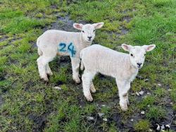 sheep